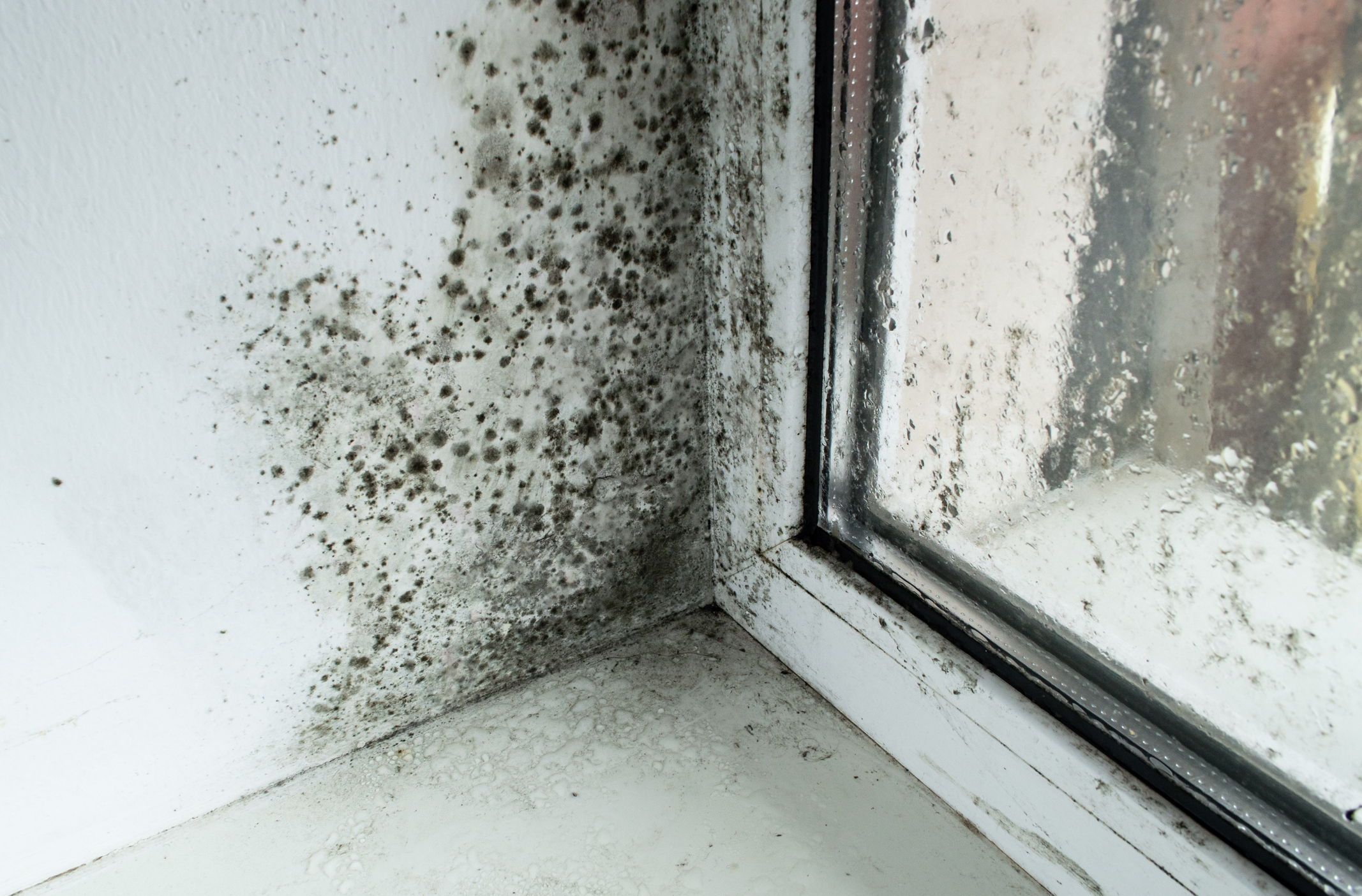 Damp, Condensation and Mould – are you ready for Awaab’s Law?