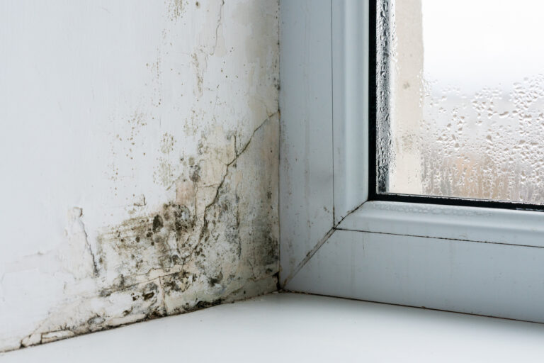 eLearning course – Damp, Condensation and Mould